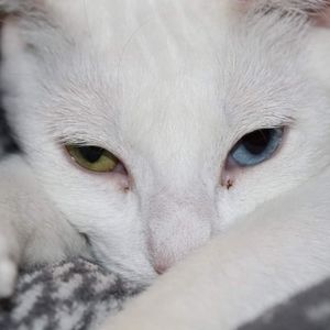 Meet your Posher, Shell